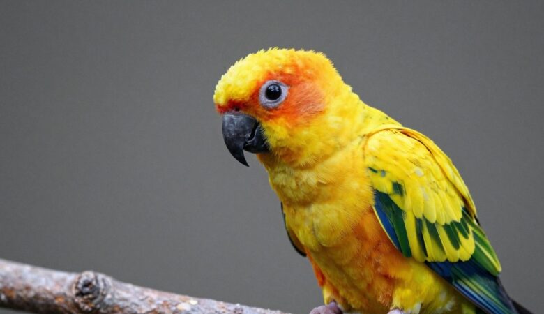 Find Your Perfect Golden Conure for Sale: A Comprehensive Guide