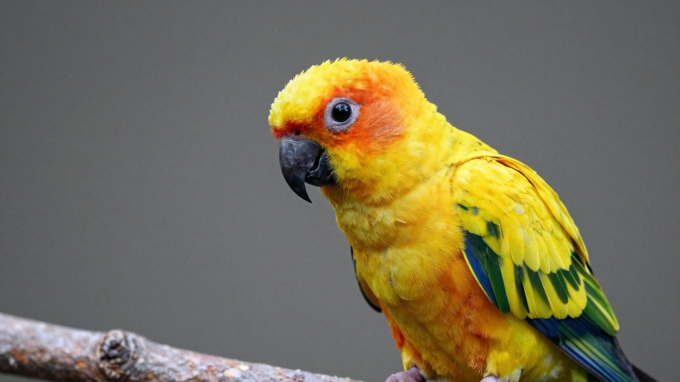 Golden conure perched on a branch, bright yellow plumage.