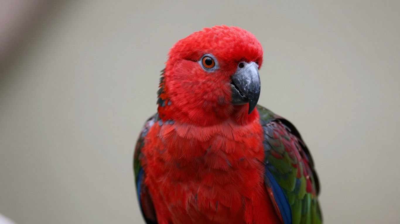 Red Factor African Grey parrot with bright red feathers.